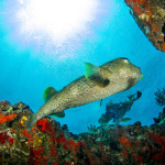 Bucear en el Caribe mexicano: Riviera Maya y Costa Maya