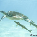 Nadar con tortugas en bahía Akumal