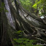 Reserva Biosfera Calakmul, la selva más viva