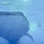 Nadar con el tiburón ballena en el Caribe mexicano